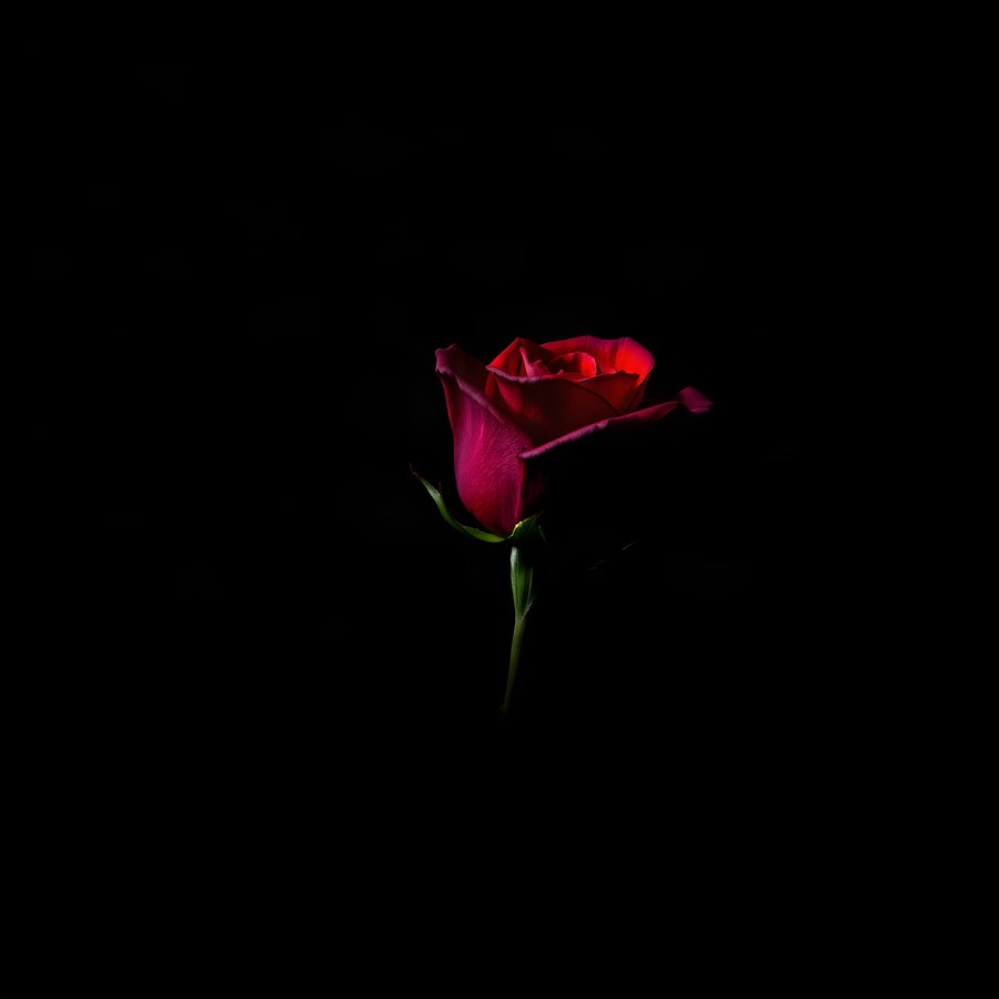 AI-generated artwork: Rose, Glowing on Black (flat preview)