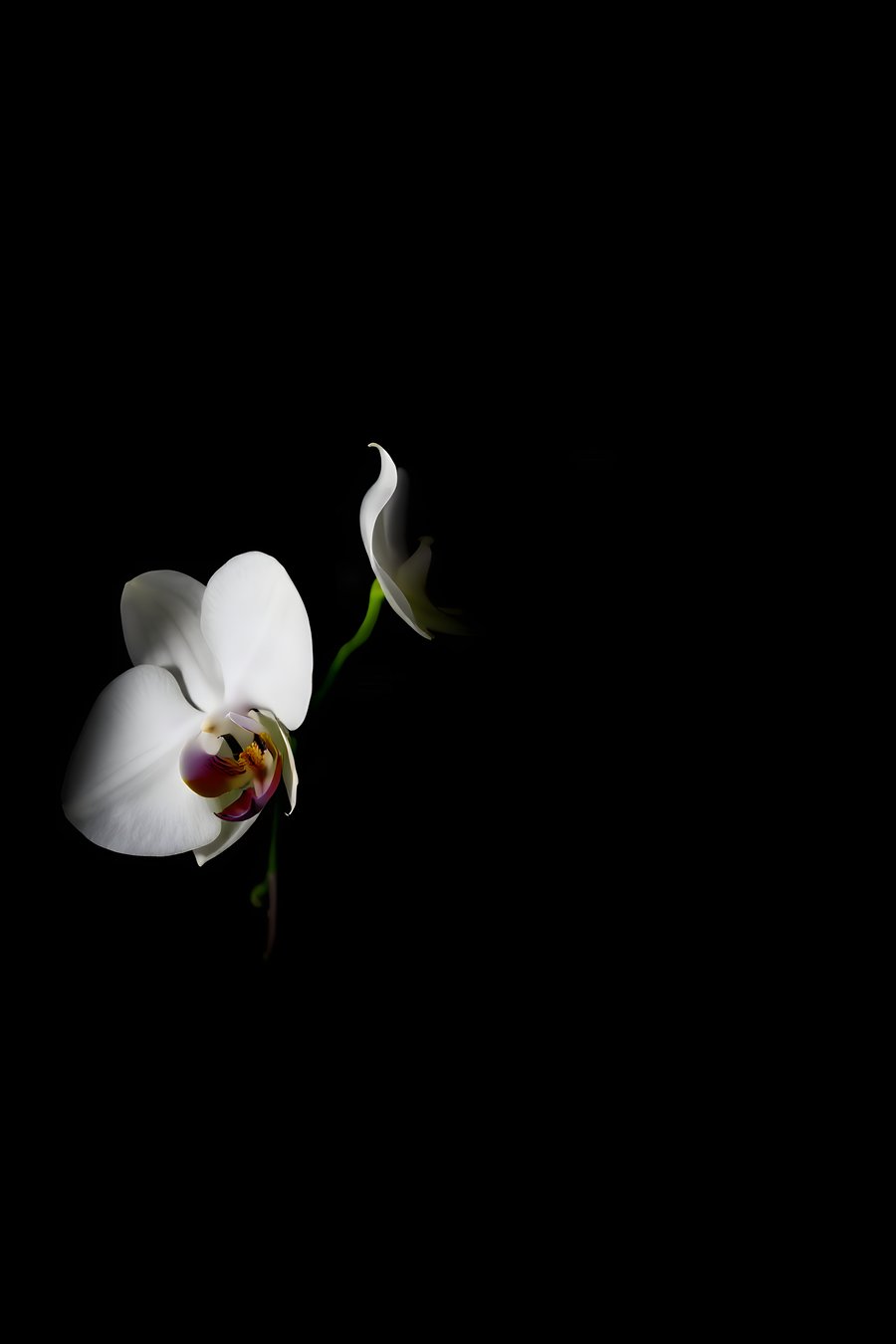 AI-generated artwork: White Orchid, Stark Black (flat preview)
